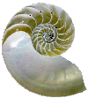 nautilus shell